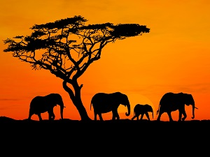 4 Africa Travel Tips for the Ultimate Adventure